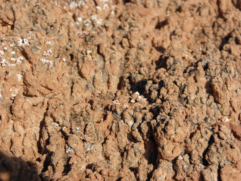 07-close-up_view_of_cryptobiotic_soil