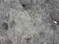 13-limestone_rock_with_lots_of_fossils