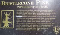04-Interpretive_Sign-Bristlecone_Pine_Interpretive_Trail-Prometheus_Stump_not_on_this_trail
