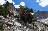08-passing_by_bristlecone_pine_trees