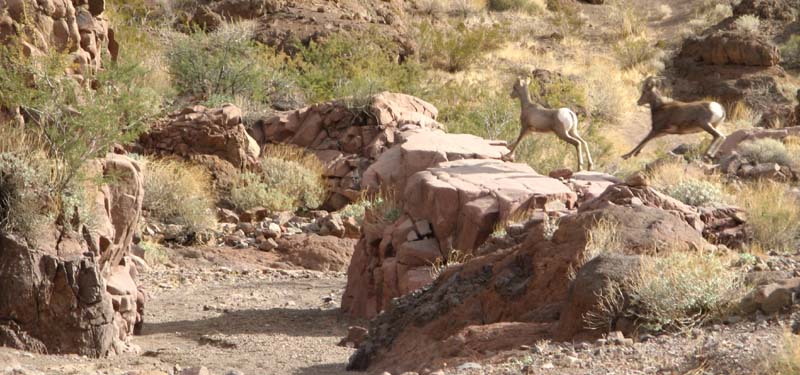 12-Randy's_picture-Bighorn_Sheep_jumping_across_trail