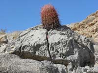 19-interesting-literally_a_barrel_cactus_growing_out_of_a_crack_in_the_rock
