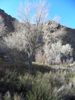 09-cottonwoods_in_meadow-need_to_come_back_in_Spring_to_see_more_lush_terrain-although_hotter