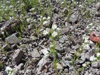 10-closer_view_of_the_Cryptantha_wildflower