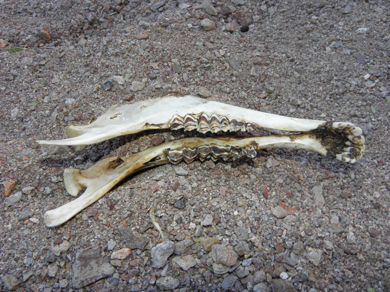 24-bighorn_sheep_jawbone