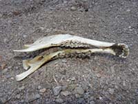 24-bighorn_sheep_jawbone