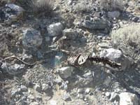 14-recent_bighorn_sheep_remains-still_meat_on_ribs