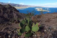20-another_pretty_Lake_Mead_view-with_what's_this-a_cactus_trying_to_bloom_in_Dec