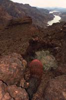39-big_mature_barrel_cactus_pointing_south_to_view_of_Colorado_River