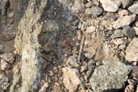 39-Kenny_spotted_small_scorpion_under_a_rock-which_one-moved_a_few_to_find_small_Giant_Hairy_Scorpion