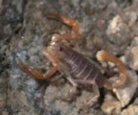 40-cropped_view_of_small_Giant_Hairy_Scorpion-first_seeing_one_in_wild-unexpected_since_quite_cool