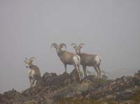 10-bighorn_sheep-from_Harlan