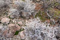 44-very_surprised_to_find_moss_growing_here
