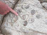 56-fossils_in_rock_found_by_Kevin_somewhere_on_the_hike-from_Kevin
