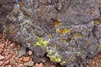 25-colorful_lichen_on_igneous_rock