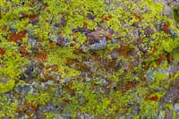 29-neat_colorful_lichen