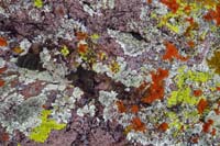 30-more_neat_colorful_lichen
