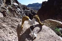 21-bighorn_sheep_skull-Laszlo_propped_it_up_on_the_rock