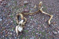 32-bighorn_sheep_skeletal_remains