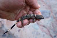 39-encountered_a_small_cold_chuckwalla,I_moved_him_to_some_sun_to_warm_up