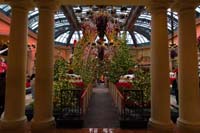 14-Bellagio_Conservatory_decorated_for_Christmas