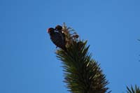 05-Nuttall's_Woodpecker-male_eating_joshua_tree_fruit,seen_along_trail