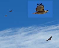 12-group_of_red-tailed_hawks_flying_around-hard_to_get_good_picture