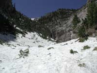 06-avalanche_snow_and_damaged_trees_with_Big_Falls_in_background