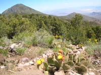 15-lots_of_cacti_in_bloom-Wheeler_Peak_in_background