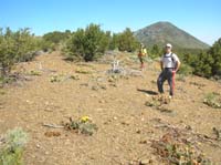 16-Harlan_and_Bill_with_field_of_cacti_in_bloom-Wheeler_Peak_in_background