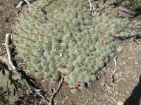19-wow-the_largest_clump_of_Hedgehog_Cactus_I've_seen