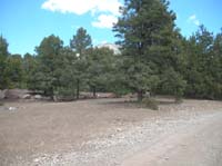58-nice_wooded_campsites_along_the_road_to_consider