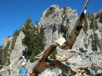 19-another_wall_to_climb_over-pretty_dead_Bristlecone_Pine_log