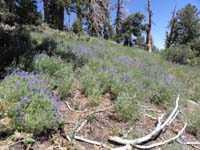 11-lots_of_wildflowers_on_the_trail