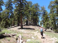 16-Heather_hiking_in_the_forest_over_10,000_feet_elevation
