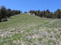 17-meadow_with_wildflowers-this_section_is_actually_visible_from_Las_Vegas_Strip-best_with_snow