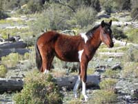 09-wild_horse_colt