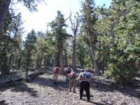 14-group_hiking_through_the_Ponderosa_forest