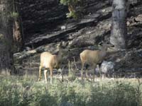 24-two_deer_looking_around-life_found_a_way_to_survive
