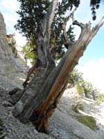 22-lots_of_old_big_Bristlecone_Pine_trees