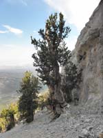 23-lots_of_old_big_Bristlecone_Pine_trees