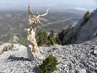 39-old_dead_Bristlecone_Pine_tree_and_new_growth-may_be_offshoot_from_root_system