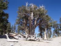 29-Raintree-over_3000_year_old_Bristlecone_Pine_tree