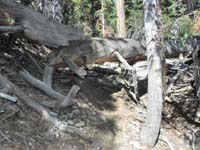 12-continue_along_usage_trail_under_downed_tree