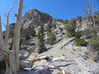 22-neat_dead_Bristlecone_Pine_with_more_steep_screen_terrain-that_is_not_peak-it_is_more_to_right_out_of_view