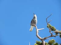 32-pretty_bird_squacking_while_sitting_on_Bristlecone_Pine_just_below_Cockscomb_Peak