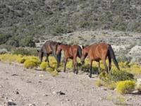 10-the_other_group_continues_following_usage_trails_many_horses_have_created_along_the_road