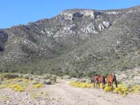 11-horses_with_the_peak_in_the_distance