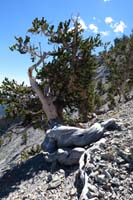 17-interesting_Bristlecone_with_large_exposed_roots