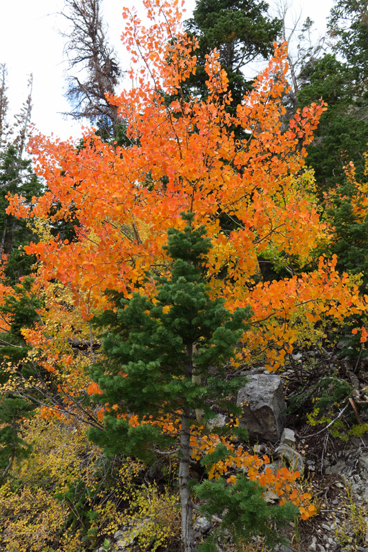 19-pine_tree_and_colorful_Aspen